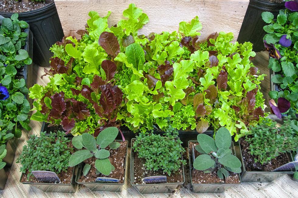 Herbs and lettuce at the Killdeer Farm display. (Medora Hebert photograph) -