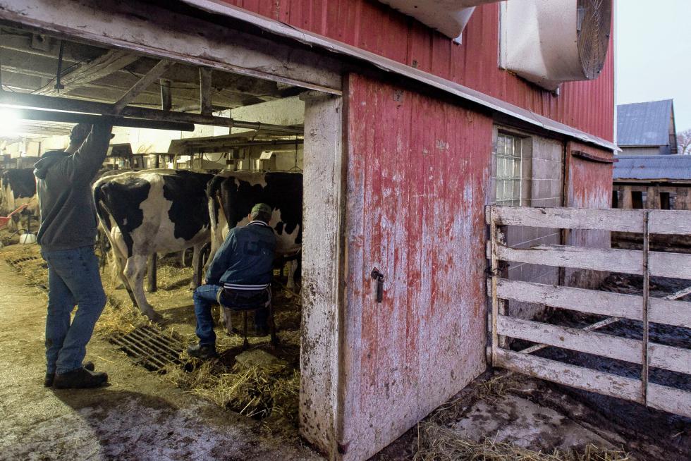 Owner of Wicmar Dairy Mark Wickenhauser, right, milks a cow as he speaks with one of his hired hands Sawyer Sutherland, left, in the early morning on March 11, 2015 in Cologne, Minn. Mark Wickenhauser started the transition of Wicmar Dairy into an organic farm in 2000 and became certified organic in 2005. (Bridget Bennett/Minneapolis Star Tribune/TNS) - Bridget Bennett | Minneapolis Star Tribune
