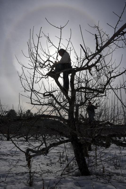 Surrounded by the glow of a halo around the sun, Jenny Wright, left, and her daughter Vanessa Keith, right, of Unity, prune apple trees at Riverview Farm in Plainfield, N.H.  Monday, March 16, 2015. Wright and her husband Stan McCumber have been pruning apple trees and picking the fruit around New England for about 45 years. "That's one of the fringe benefits of this job - seeing sky events," said Wright. (Valley News - James M. Patterson) Copyright Â© Valley News. May not be reprinted or used online without permission. Send requests to permission@vnews.com. - James M. Patterson | Valley News