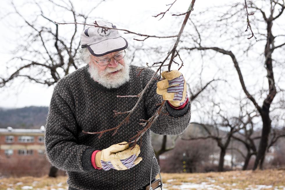 Stan McCumber takes stock of the buds on a branch in the Sullivan County Complex orchard in Unity Friday, April 10, 2015. McCumber can often tell what variety of apple a tree is when it is bare of leaves and fruit in the winter by its growth pattern and by other signs. A Northern Spy is one of the easier trees to identify in the off season by its mummies - small, underdeveloped and dried fruit that remains on the tree through the winter. (Valley News - James M. Patterson) Copyright Â© Valley News. May not be reprinted or used online without permission. Send requests to permission@vnews.com. - James M. Patterson | Valley News