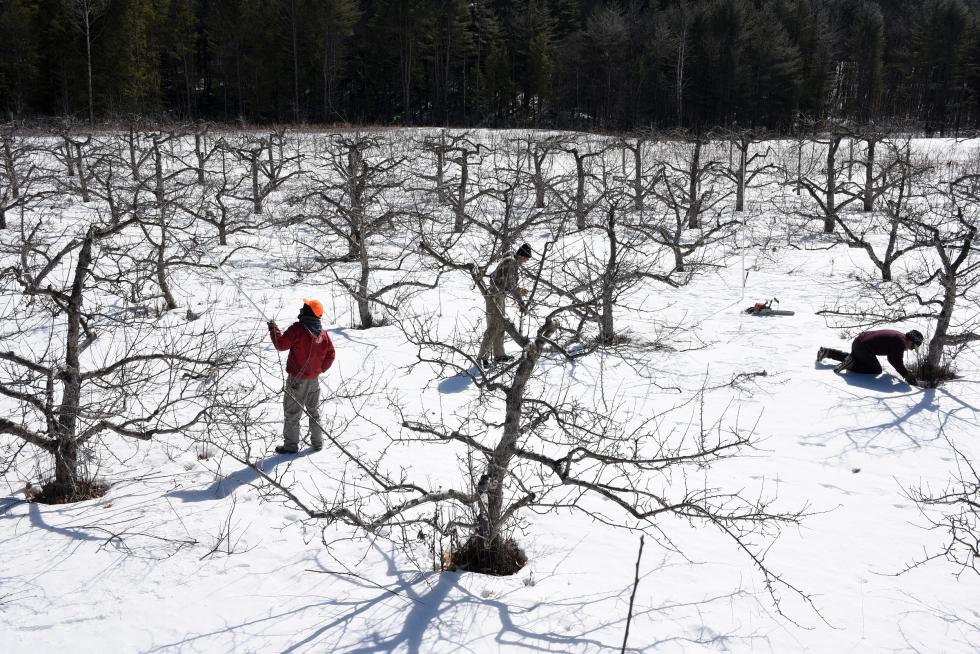 Stan McCumber, right, of Unity, works on a tangle of root suckers at the base of an apple tree while pruning with Ian Ludders, middle, of Unity, and Rafe Wolman, left, of Greenfield, Mass., at Riverview Farm in Plainfield, N.H. Wednesday, March 18, 2015. Ludders has pruned with McCumber and Wright for 14 years and Wolman is in his first season learning to prune. McCumber and Wright once traveled between orchards in Maine, New Hampshire and Massachusetts, living on the farms while they worked. (Valley News - James M. Patterson) <p><i>Copyright Â© Valley News. May not be reprinted or used online without permission. Send requests to permission@vnews.com.</i></p> - James M. Patterson | Valley News