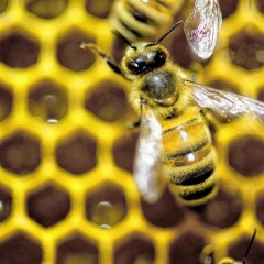 The Business of Agriculture: Turning to Native Pollinators