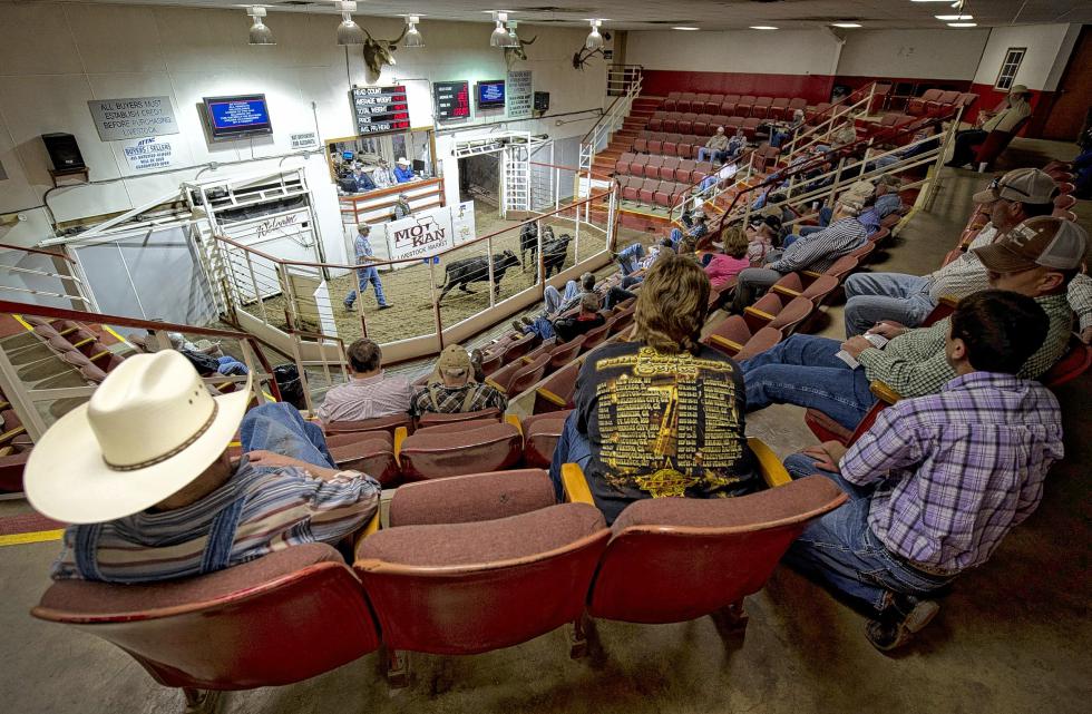 Cattle are sold on April 30, 2015, at the Mo-Kan Livestock Market in Passaic, Mo. The run for the day was about 600 in a booming market for beef. (Keith Myers/Kansas City Star/TNS) - Keith Myers | Kansas City Star