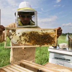EPA Moves to Protect Bee Population