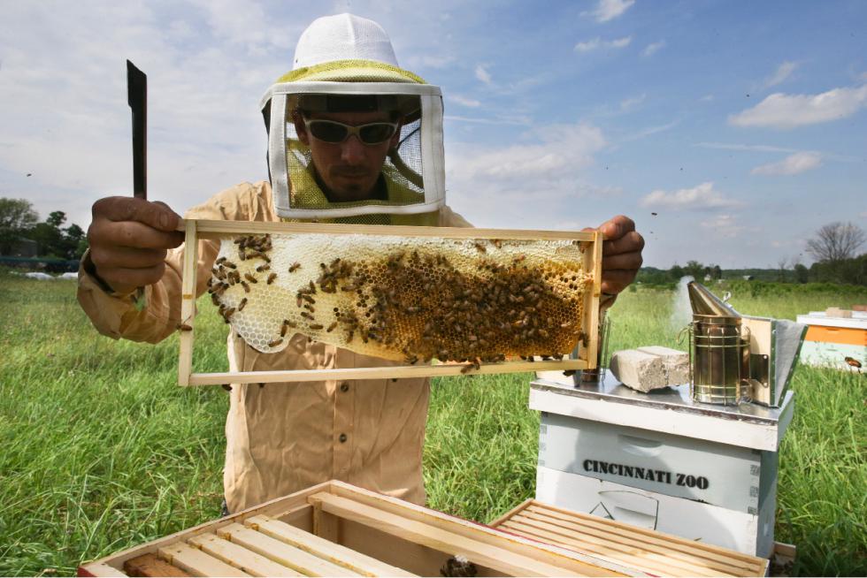 Volunteer Adam Martinez, a horticulturalist with the Cincinnati Zoo, checks honey bee hives for queen activity and performs routine maintenance as part of a collaboration between the zoo and TwoHoneys Bee Co., Wednesday, May 27, 2015, at EcOhio Farm in Mason, Ohio. A federal rule to be proposed Thursday, May 28, would create temporary pesticide-free zones when certain plants are in bloom around bees that are trucked from farm to farm by professional beekeepers, which are the majority of honeybees in the U.S. (AP Photo/John Minchillo) - John Minchillo | AP