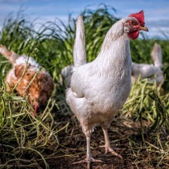 Pasture-Raised Egg Market Grows