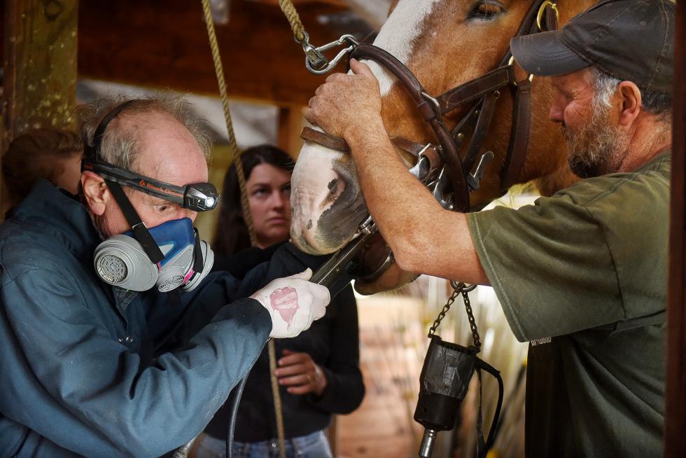 As Carl Russell, right, steadies Mike's head, large animal veteranarian Will Barry uses a dental saw to remove sharp points on Mike's teeth at Stitchdown Farm on May 15, 2015. Lack of dental care from previous owners contributed to the horses' malnourishment.  (Valley News - Sarah Priestap) <p><i>Copyright © Valley News. May not be reprinted or used online without permission. Send requests to permission@vnews.com.</i></p> - Sarah Priestap | Valley News