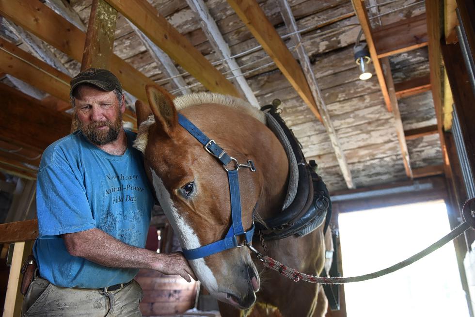 After fitting a collar to Mike for the first time, Carl Russell scratches an itch on the draft horse's big head while acclimating him to a harness at Stitchdown Farm in Bethel, Vt., on May 8, 2015. Knowing little of both horses' backgrounds, Russell started from the bottom, slowly introducing the horses to harnesses before ever attempting to drive the horses. Valley News - Sarah Priestap <p><i>Copyright © Valley News. May not be reprinted or used online without permission. Send requests to permission@vnews.com.</i></p> - Sarah Priestap | Valley News