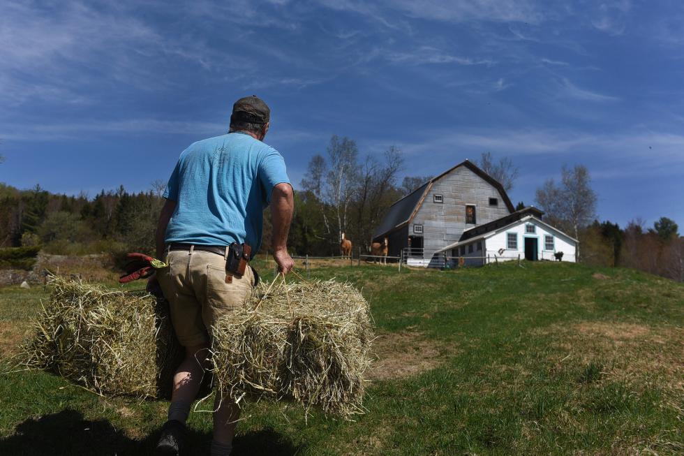 Carl Russell, of Bethel, Vt., hauls two bales of hay from his farm to where his two new horses, Mike and Tom live at Stitchdown Farm in Bethel, Vt., on May 8, 2015. Russell "adopted" the draft horses in February, and has worked put more weight on both the horses, who were malnourished when he acquired them.  Valley News - Sarah Priestap Copyright © Valley News. May not be reprinted or used online without permission. Send requests to permission@vnews.com. - Sarah Priestap | Valley News