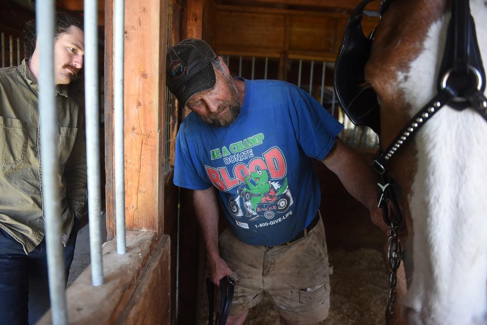 Andrew Plotsky, co-owner of Stitchdown Farm, watches as Carl Russell fits Mike the draft horse for a new harness at Stitchdown Farm in Bethel, Vt., on May 21, 2015. Carl has kept Mike and Tom at Stitchdown Farm for the past few months to free up room at his own farm for his other team of horses, and allowing Stitchdown Farm owners Andrew Plotsky and Rita Champion to learn about the care and training of driving horses.  (Valley News - Sarah Priestap) Copyright © Valley News. May not be reprinted or used online without permission. Send requests to permission@vnews.com. - Sarah Priestap | Valley News