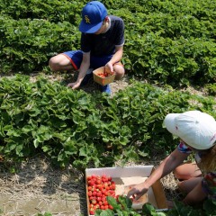 Savoring Strawberries in Cornish