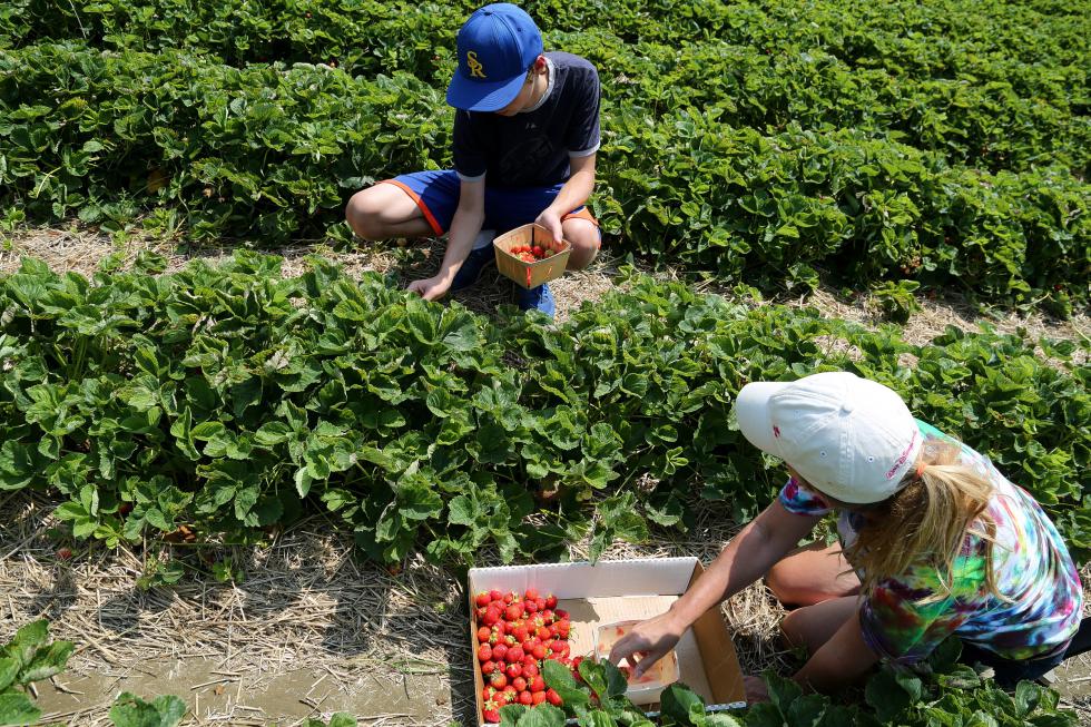 Stephanie Fisk, right, of South Royalton, Vt., and her son Sam, 14, pick strawberries at Edgewater Farm in Cornish, N.H., on July 12, 2015. Sunday marked the last picking day of the season for Edgewater Farm as strawberry season in the Upper Valley draws to a close. (Valley News - Sarah Shaw) <p><i>Copyright © Valley News. May not be reprinted or used online without permission. Send requests to permission@vnews.com.</i></p> - Sarah Shaw  | Valley News
