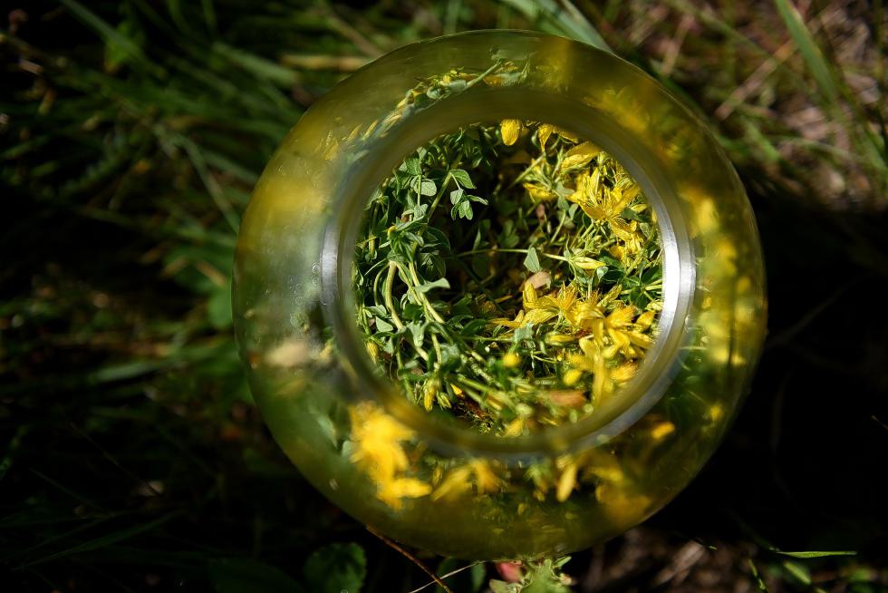 St. John's wort collected in open fields at Free Verse Farm in Chelsea, Vt., on July 2, 2015. The plant and flowers are used to make tinctures and other herbal remedies. (Valley News - Jennifer Hauck) <p><i>Copyright © Valley News. May not be reprinted or used online without permission. Send requests to permission@vnews.com.</i></p> - Jennifer Hauck | Valley News