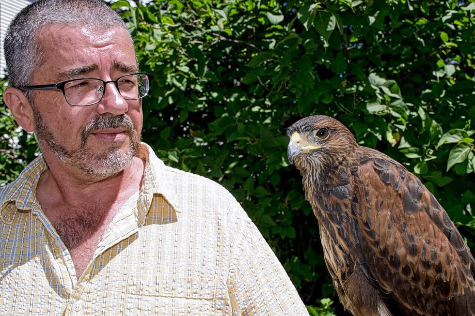 New England Falconry of Woodstock volunteer Michael Doenges with Rangle, a 4-month-old Harris’ Hawk, at The Taste of Woodstock festival on Aug. 8. Nancy Nutile-McMenemy photograph -