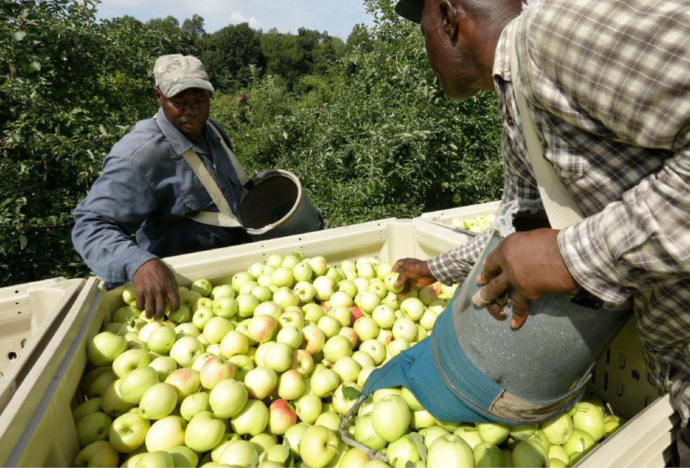 Workers Henry Wright, left, and Desmond Sappleton, right, both of Jamaica, deposit ginger gold apples into a wagon, Sunday, Aug. 30, 2015, at Carlson Orchards, in Harvard, Mass. As summer winds down in New England, apple-picking season is gearing up with growers forecasting a bumper crop. According to the U.S. Apple Association, the six-state harvest is expected to be about 14 percent higher than last year. (AP Photo/Steven Senne) - Steven Senne | AP