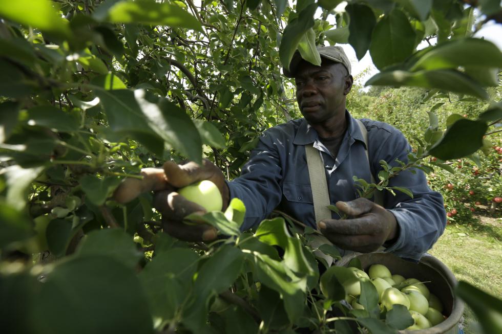 Worker Henry Wright, of Jamaica, picks ginger gold apples, Sunday, Aug. 30, 2015, at Carlson Orchards, in Harvard, Mass. As summer winds down in New England, apple-picking season is gearing up with growers forecasting a bumper crop. According to the U.S. Apple Association, the six-state harvest is expected to be about 14 percent higher than last year. (AP Photo/Steven Senne) - Steven Senne | AP