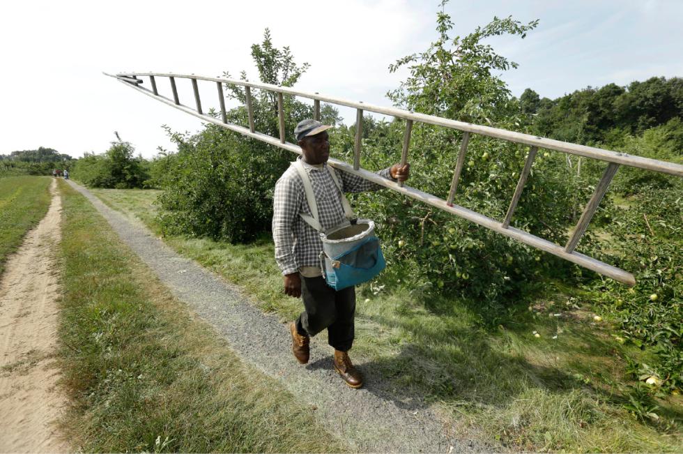 Worker Desmond Sappleton, of Jamaica, carries a ladder while picking ginger gold apples, Sunday, Aug. 30, 2015, at Carlson Orchards, in Harvard, Mass. As summer winds down in New England, apple-picking season is gearing up with growers forecasting a bumper crop. According to the U.S. Apple Association, the six-state harvest is expected to be about 14 percent higher than last year. (AP Photo/Steven Senne) - Steven Senne | AP