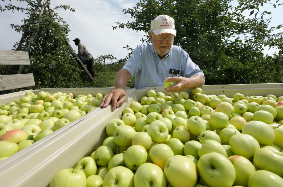 Frank Carlson, front, partner with two brothers in the 79-year-old Carlson Orchards, in Harvard, Mass., examines ginger gold apples in a wagon at the orchard, Sunday, Aug. 30, 2015. As summer winds down in New England, apple-picking season is gearing up with growers forecasting a bumper crop. According to the U.S. Apple Association, the six-state harvest is expected to be about 14 percent higher than last year. (AP Photo/Steven Senne) - Steven Senne | AP