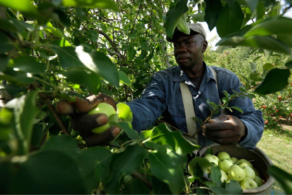 Worker Henry Wright of Jamaica, picks ginger gold apples, Sunday, Aug. 30, 2015, at Carlson Orchards, in Harvard, Mass. As summer winds down in New England, apple-picking season is gearing up with growers forecasting a bumper crop. According to the U.S. Apple Association, the six-state harvest is expected to be about 14 percent higher than last year. (AP Photo/Steven Senne) - Steven Senne | AP