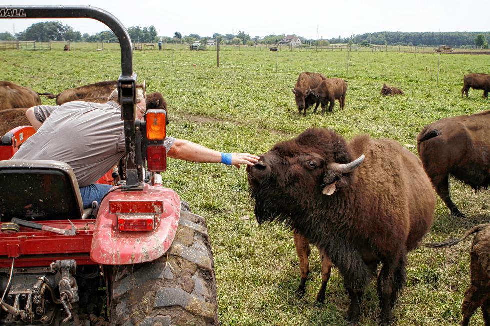 Bud Koeppen reaches out to pet a bison on July 11, 2015 at the Broken Wagon Bison farm in Hobart, Ind. The farm offers tours every Saturday. (Suzanne Tennant/Chicago Tribune/TNS) - Suzanne Tennant | Chicago Tribune