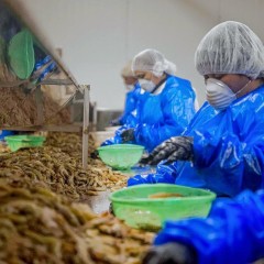 Shrimp Imports Drive Down Price