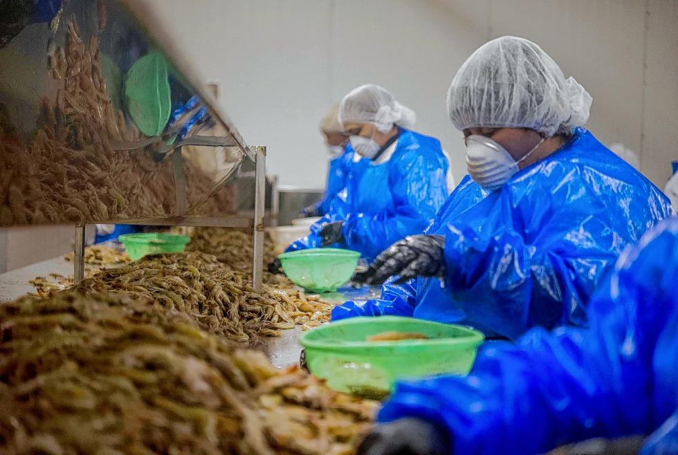 Employees remove heads from shrimp at the Baton Rouge Shrimp Co. facility in Louisiana last year. As recently as two decades ago, shrimp supplies were limited enough to be considered a gourmet food; the market changed as aqua-farming technologies improved. Illustrates SHRIMP (category f) by Lydia Mulvany © 2014, Bloomberg News. Moved Tuesday, September 8, 2015. (MUST CREDIT: Bloomberg News photo by Ty Wright). - Ty Wright | BLOOMBERG