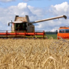 Russian Wheat Exports Hurt U.S.