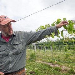 The Business of Agriculture: Cold-hardy kiwi has high-value potential