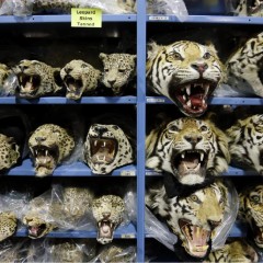 Repository Brims With Seized Wildlife Items
