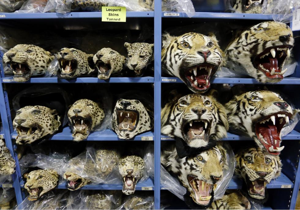 In this Oct. 20, 2015 photo, illegally trafficked leopard and tiger heads stored by the U.S. Fish and Wildlife Service's Office of Law Enforcement fill the shelves of a warehouse inside the National Wildlife Property Repository in Commerce City, Colo. More than 1.5 million items fill the shelves of the warehouse on a wildlife refuge just northeast of Denver. A one-of-its-kind repository, it's the only place in the United States that stores such a large collection of wildlife items seized by law enforcement, offering a macabre look at the cost of the global trafficking of endangered and threatened animals. (AP Photo/Brennan Linsley) - Brennan Linsley | AP
