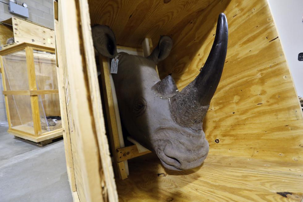 In this Oct. 20, 2015, photo, an illegally-trafficked stuffed rhino is among the more than one million seized items stored inside a warehouse at the National Wildlife Property Repository in Commerce City, Colo. The U.S. Fish and Wildlife Service's Office of Law Enforcement runs the facility, whose contents reflect the full array of the multibillion-dollar rare wildlife products trade. (AP Photo/Brennan Linsley) - Brennan Linsley | AP
