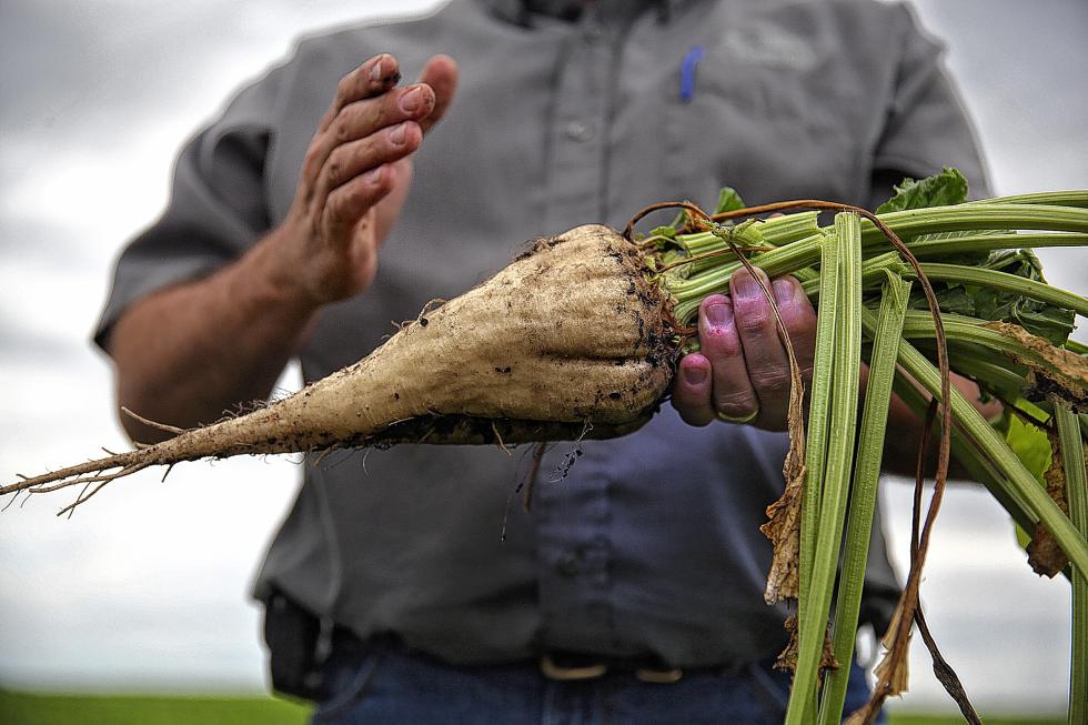 Todd Geselius, vice president of agriculture at the Southern Minnesota Beet Sugar Co-op, shows what a sugar beet looks like when it is harvested in the field on Sept. 9, 2015 in Renville, Minn. (Jim Gehrz/Minneapolis Star Tribune/TNS) - Jim Gehrz | Minneapolis Star Tribune