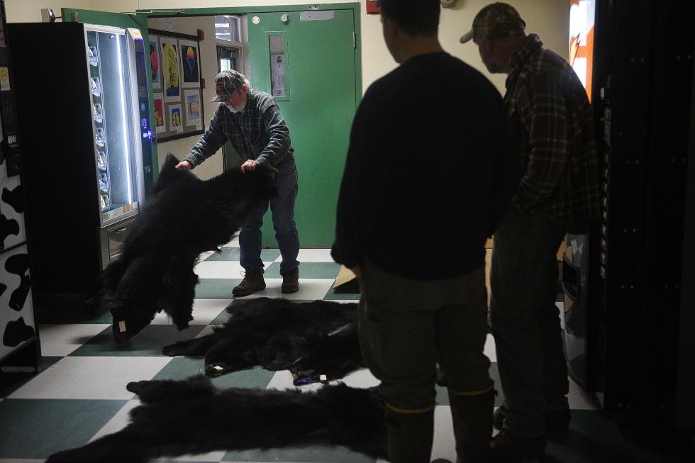Brent Teillon, of Morrisville, Vt., takes a look at tanned bear pelts brought in by trappers to potentially sell to the Vermont Trappers Association while the semi-annual fur sale was going on at Whitcomb High School in Bethel, Vt., on December 12, 2015. Teillon said that Vermont Trappers Association will sell items, such as tanned pelts, tails, and feet at trade shows throughout the year to garner money for the group.  (Valley News - Sarah Priestap) <p><i>Copyright © Valley News. May not be reprinted or used online without permission. Send requests to permission@vnews.com.</i></p> - Sarah Priestap | Valley News