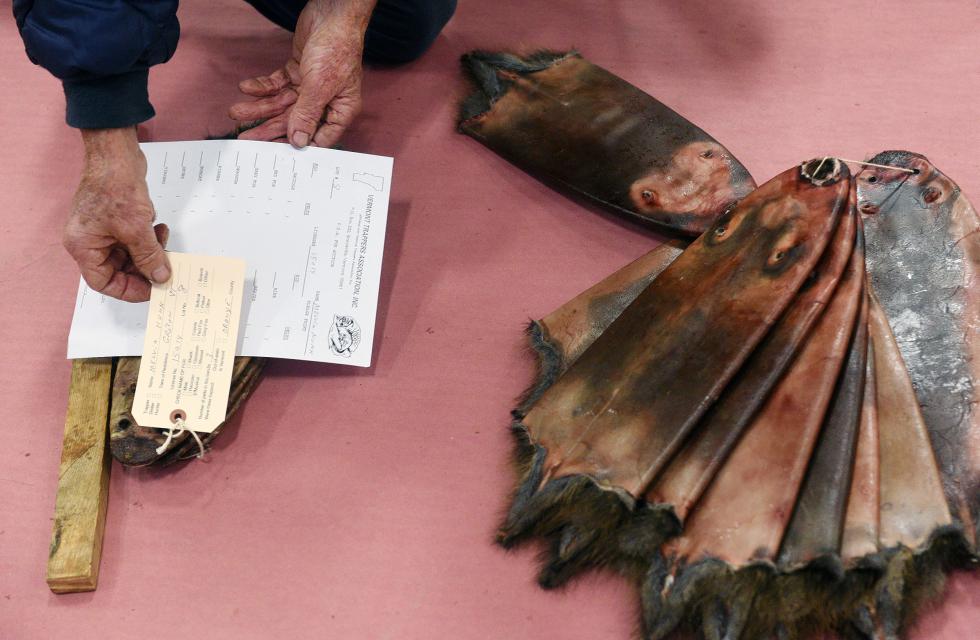 Melvin Nunn, of Groton, Vt., affixes an identification tag to his lot of muskrat before the fur auction at Whitcomb High School in Bethel, Vt.,  on December 12, 2015. Each pelt is recorded, along with the hunter's name and hunting license number.  (Valley News - Sarah Priestap) <p><i>Copyright © Valley News. May not be reprinted or used online without permission. Send requests to permission@vnews.com.</i></p> - Sarah Priestap | Valley News