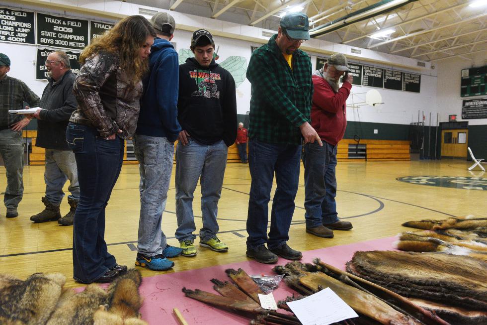 Pete Stever, of Fairlee, Vt., points to a stack of beaver pelts as Danielle, left, and Shane Smith, of Orford, N.H., and Austin Cassidy of Bradford, Vt., at Whitcomb High School in Bethel, Vt.,  on December 12, 2015. Stever traps on his farm to keep coyotes away from his cattle, though he said he was waiting to bring pelts to the spring fur auction, held in March.  (Valley News - Sarah Priestap) Copyright © Valley News. May not be reprinted or used online without permission. Send requests to permission@vnews.com. - Sarah Priestap | Valley News