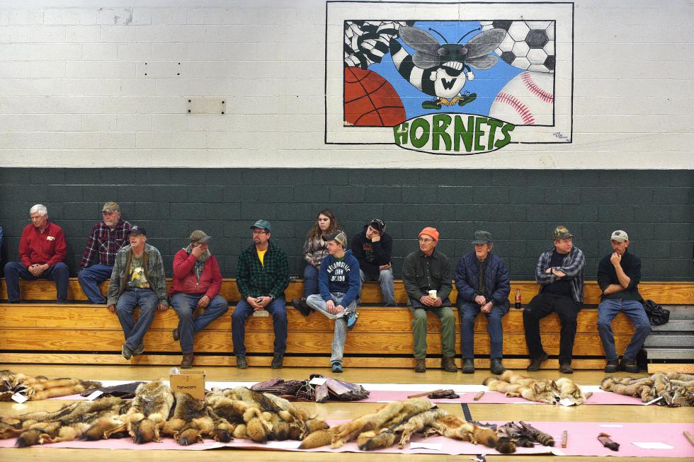 With coyote, fox, mink, muskrat, beaver, bobcat, and fisher cat pelts lining the floor of the Whitcomb High School gym, trappers and spectators watch the beginning of the semi-annual Vermont Trapping Association fur auction in Bethel, Vt., on December 12, 2015. Due to a poor fur market, the quantity and price of furs were lower than average.  (Valley News - Sarah Priestap) Copyright © Valley News. May not be reprinted or used online without permission. Send requests to permission@vnews.com. - Sarah Priestap | Valley News