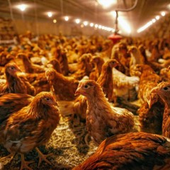 Once Rare, Cage-Free on the Rise