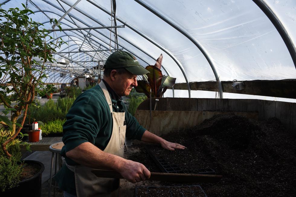 Pooh Sprague fills a flat with soil while preparing to transplant rosemary at Edgewater Farm in Plainfield, N.H. Tuesday, January 20, 2016. Sprague keeps one of his 26 greenhouses heated to about 62 degrees through the winter to cultivate bedding plants including annuals, herbs and tomatoes. As the days lengthen and the plants begin to grow, Sprague will open up two more greenhouses in February.  (Valley News - James M. Patterson) <p><i>Copyright Â© Valley News. May not be reprinted or used online without permission. Send requests to permission@vnews.com.</i></p> - James M. Patterson | Valley News