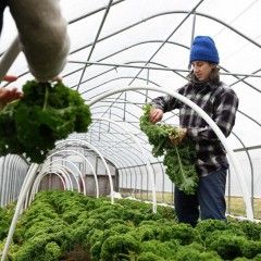 Business of Agriculture: Winter Greens