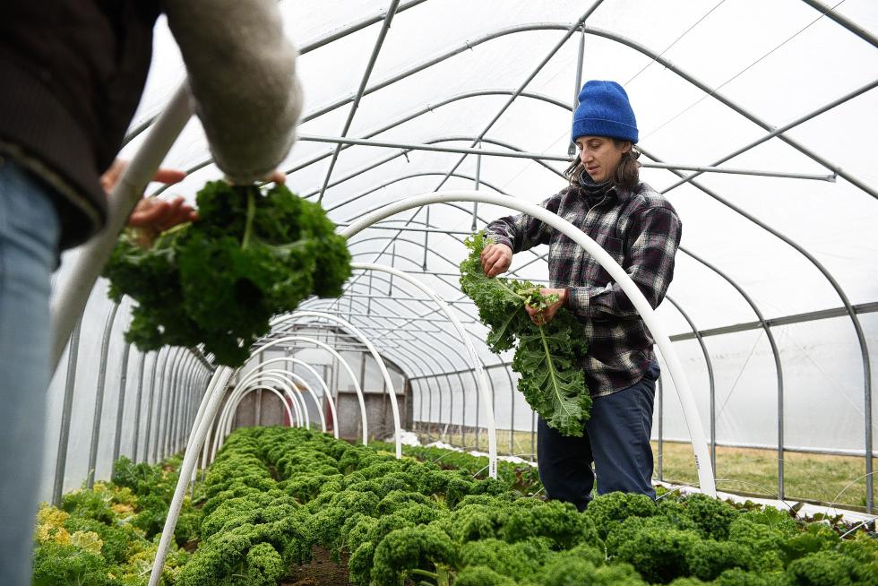Jennica Stetler, right, and Sayer Palmer, left, gather bunches of kale at Sunrise Farm in Hartford, Vt. Thursday, December 10, 2015. Kale and other cold hardy greens may freeze overnight, but with the few degrees of warmth provided by hoop houses and row cover, they will thaw in the daylight hours and can be safely harvested. "The snap is like popping bubble wrap or something," said Palmer while breaking off leaves of kale. "It's pretty satisfying." (Valley News - James M. Patterson) Copyright Â© Valley News. May not be reprinted or used online without permission. Send requests to permission@vnews.com. - James M. Patterson | Valley News