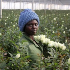 Kenya Preps Valentine’s Day Flowers