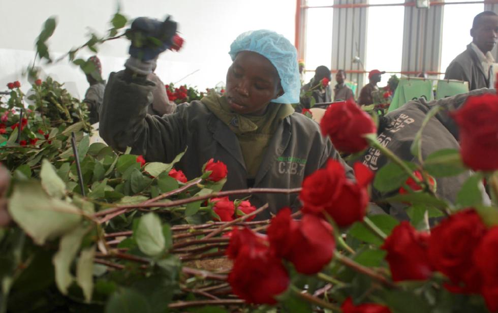 In this photo taken Monday, Feb. 1, 2016, a worker prepares roses for Valentines Day, at the AAA Growers farm in Nyahururu, four hours drive north of the capital Nairobi, in Kenya. This Valentines Day, theres a good chance your flowers came from Kenya as the cool climate and high altitude make it perfect for growing large, long-lasting roses - propelling it to become the fourth-largest supplier after the Netherlands, Ecuador and Colombia. (AP Photo/Ilya Gridneff) - Ilya Gridneff | AP