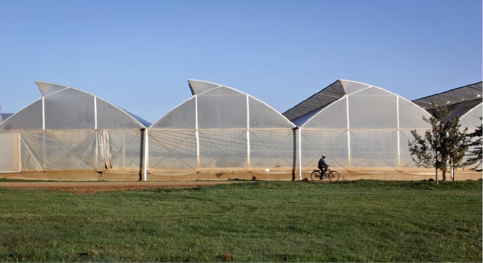 In this photo taken Monday, Feb. 1, 2016, a man cycles past greenhouses at the AAA Growers farm in Nyahururu, four hours drive north of the capital Nairobi, in Kenya. This Valentines Day, theres a good chance your flowers came from Kenya as the cool climate and high altitude make it perfect for growing large, long-lasting roses - propelling it to become the fourth-largest supplier after the Netherlands, Ecuador and Colombia. (AP Photo/Ilya Gridneff) - Ilya Gridneff | AP