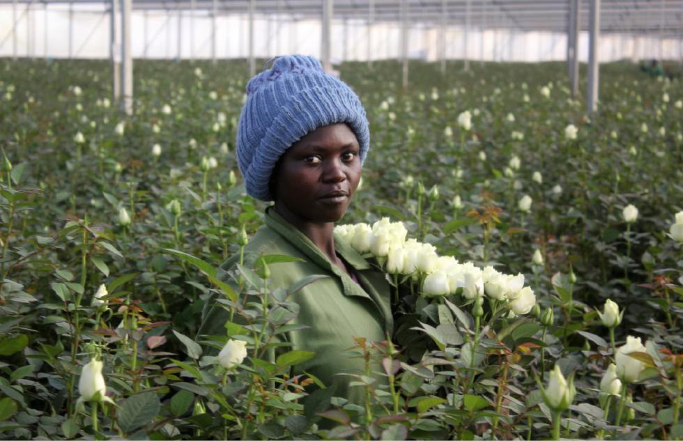 In this photo taken Monday, Feb. 1, 2016, Phanice Cherop, a 29-year-old single mother of two, works at the AAA Growers farm in Nyahururu, four hours drive north of the capital Nairobi, in Kenya. This Valentines Day, theres a good chance your flowers came from Kenya as the cool climate and high altitude make it perfect for growing large, long-lasting roses - propelling it to become the fourth-largest supplier after the Netherlands, Ecuador and Colombia. (AP Photo/Ilya Gridneff) - Ilya Gridneff | AP