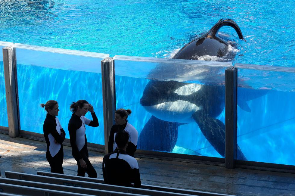 FILE - In this Monday, March 7, 2011, file photo, killer whale Tilikum, right, watches as SeaWorld Orlando trainers take a break during a training session at the theme park's Shamu Stadium in Orlando, Fla. SeaWorld is ending its practice of killer whale breeding following years of controversy over keeping orcas in captivity. The company announced Thursday, March 17, 2016, that the breeding program will end immediately. (AP Photo/Phelan M. Ebenhack, File) - Phelan M. Ebenhack | FR121174 AP