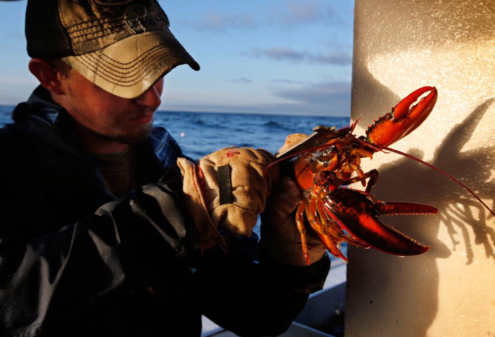 FILE - In this July 29, 2014 file photo, Brandon Demmons measures the carapace, the shell of the lobster, to determine if the crustacean is within the legal size limits while working as a sternman aboard aboard a lobster fishing boat off of Monhegan Island, Maine. Maine's lobster catches will likely peak early this year, which could mean an abundance of cheap lobster for consumers and bad news for the state's signature industry, a group of scientists reported on Thursday, March 3, 2016.   (AP Photo/Robert F. Bukaty) - Robert F. Bukaty | AP