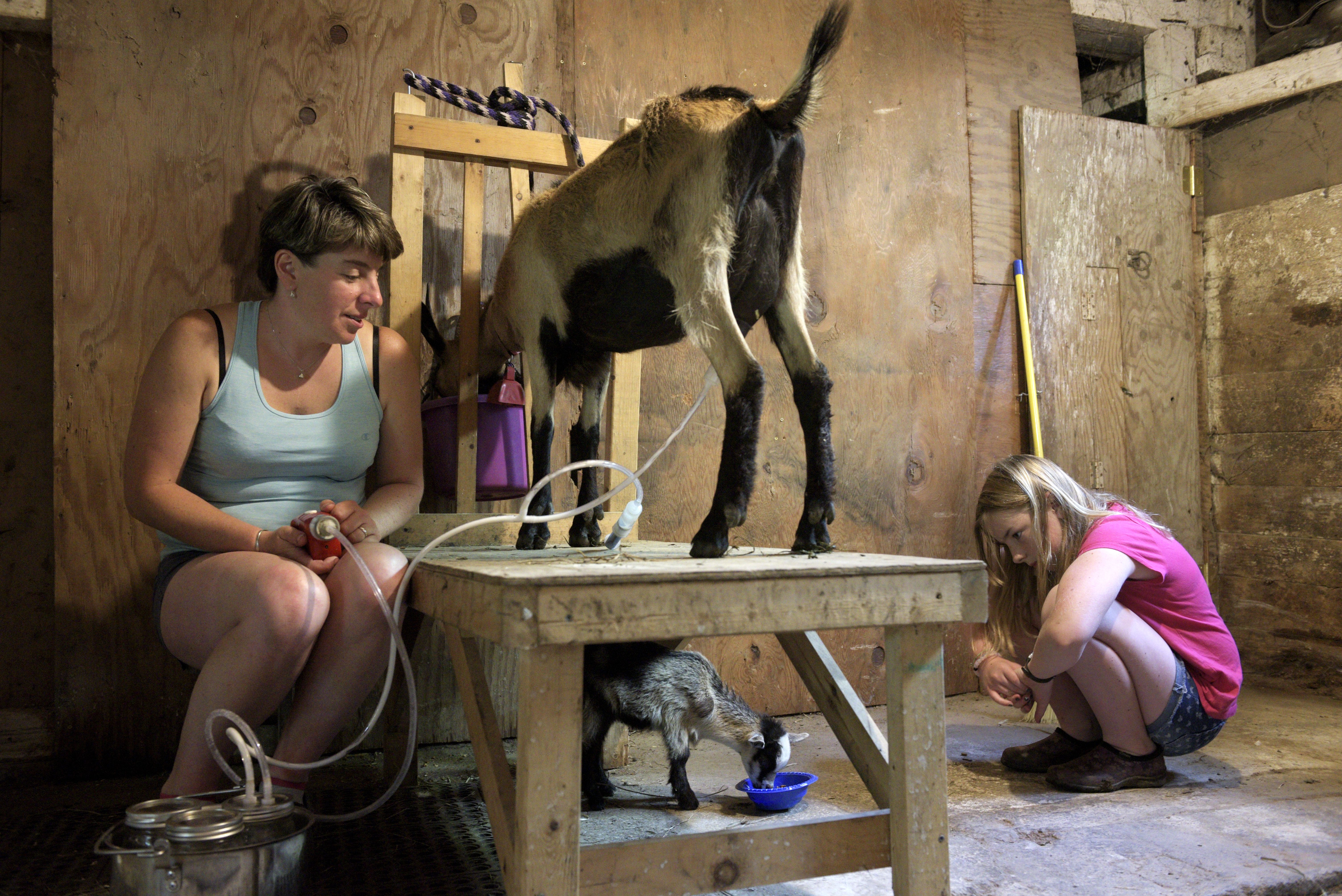 Tina Tuckerman, does her afternoon milking while her daughter Violet, 11, feeds an under weight kid at of One Chicken At A Time Farm in South Woodstock, Vt., Tuesday, July 12, 2016. Tuckerman started making soap with the milk about eight years ago. "That's when my husband said, 'you've got to do something with all these goats,'" said Tuckerman.  (Valley News - James M. Patterson) Copyright Valley News. May not be reprinted or used online without permission. Send requests to permission@vnews.com.