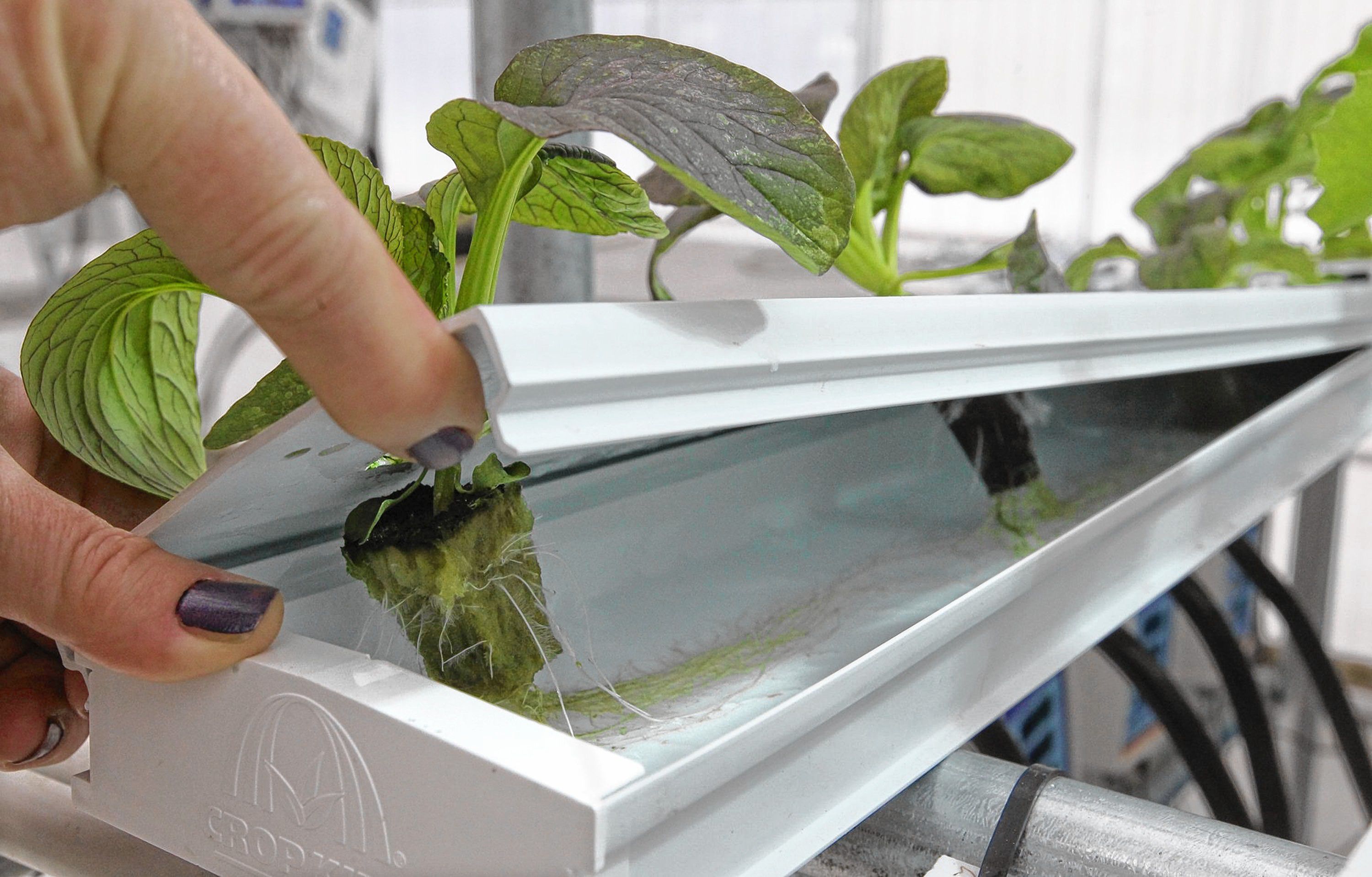 Roots appear on a tomato seedling at a commercial greenhouse that uses hydroponics, a growing method that uses an inert growing medium and nutrient-enriched water rather than soil.