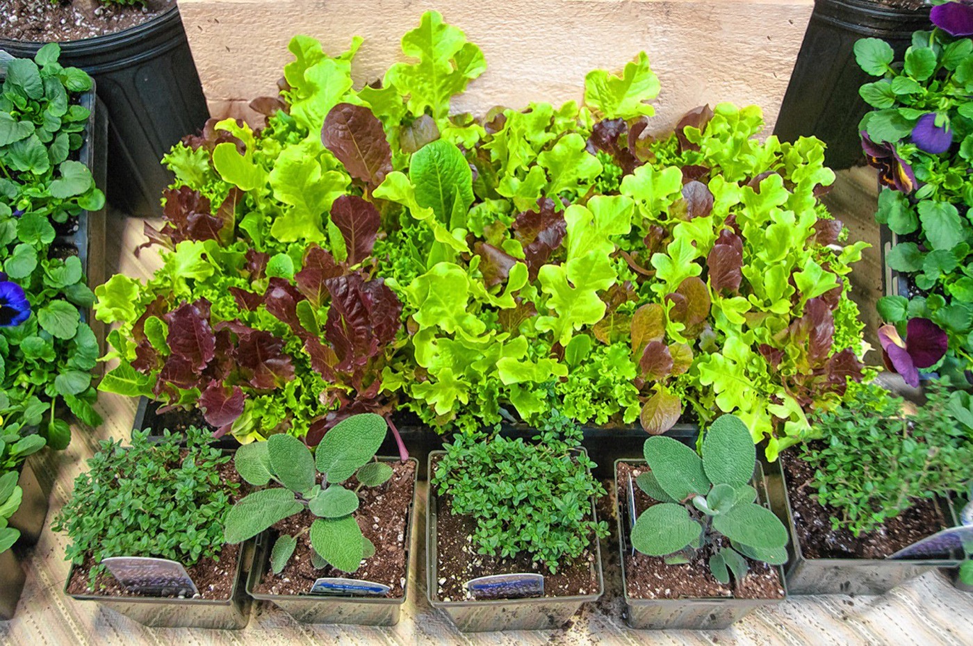 Herbs and lettuce at the Killdeer Farm display at Flavors of the Valley in 2015.  4-12-2015  Medora Hebert