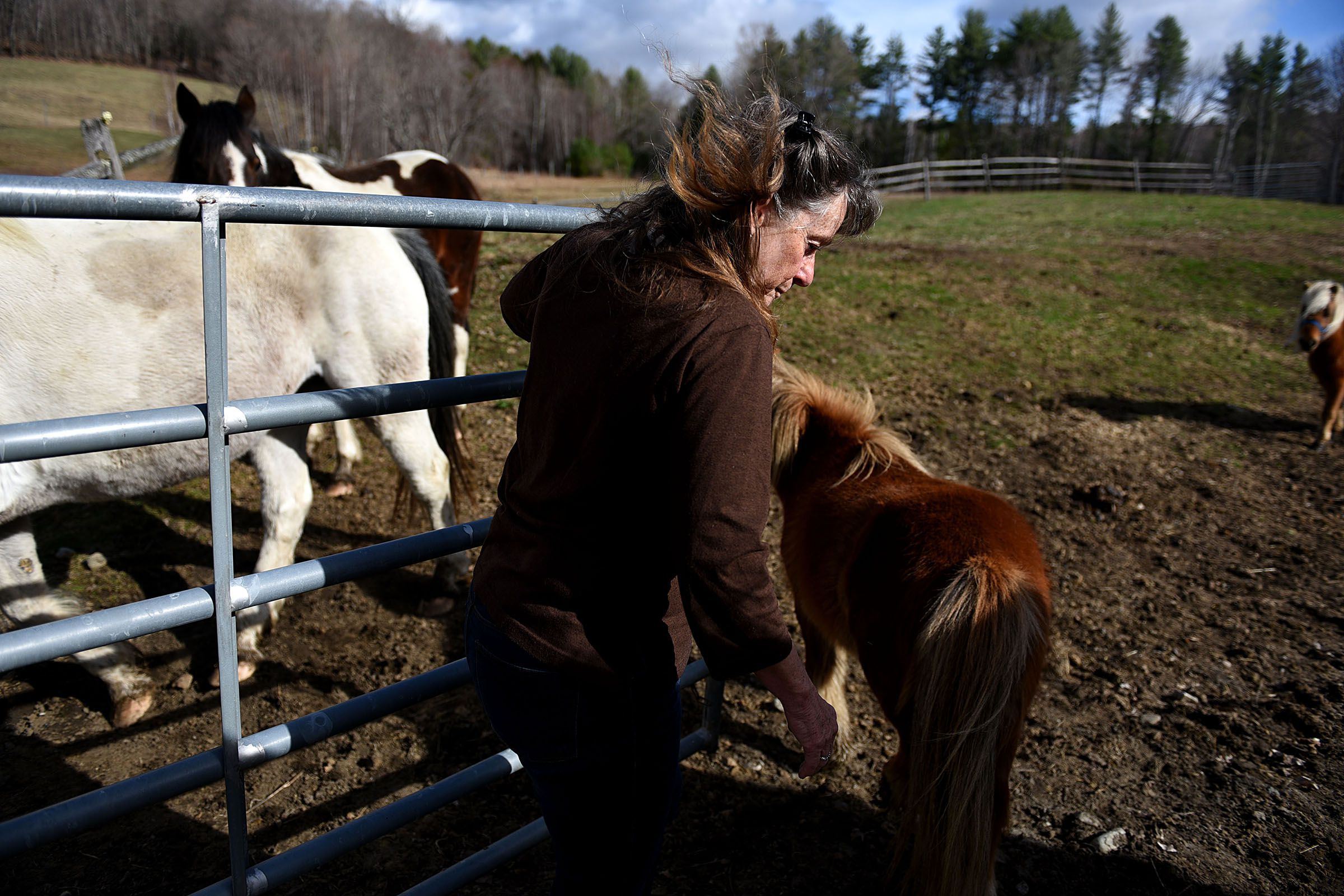 Kathy Williams, of Thetford, Vt., moves her horses to their daytime pasture on April 17, 2017. Williams and her husband, David, recieved a phone call from a person claiming to be calling from Dish Network asking for her credit card number. (Valley News - Jennifer Hauck) Copyright Valley News. May not be reprinted or used online without permission. Send requests to permission@vnews.com.